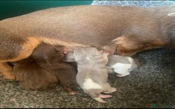 Jack Russell dogs for sale: jack russell girl for sale  - Image 4