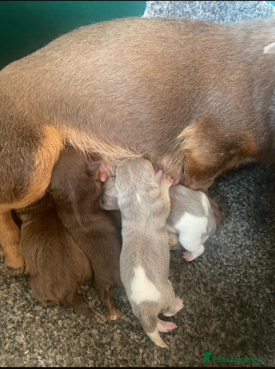 Jack Russell dogs for sale: jack russell girl for sale  - Image 4