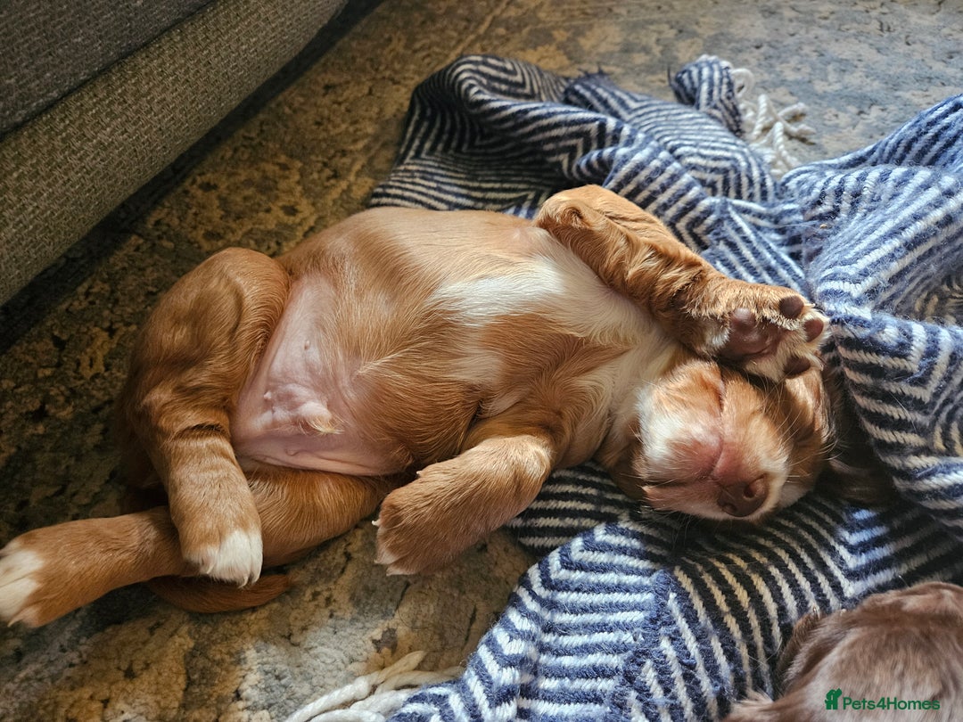 Cocker Spaniel dogs for sale: KC Working Cocker Spaniel Puppies - Advert 25