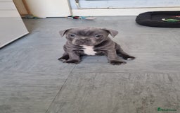 Staffordshire Bull Terrier dogs for sale: KC blue Staffordshire bull terriers - Image 2