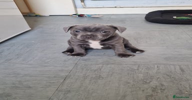 Staffordshire Bull Terrier dogs - Advert 2