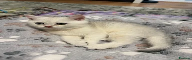 Scottish Fold 1