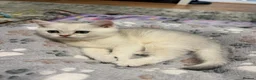 Scottish Fold cats for sale: Scottish Fold Kittens - Advert 3