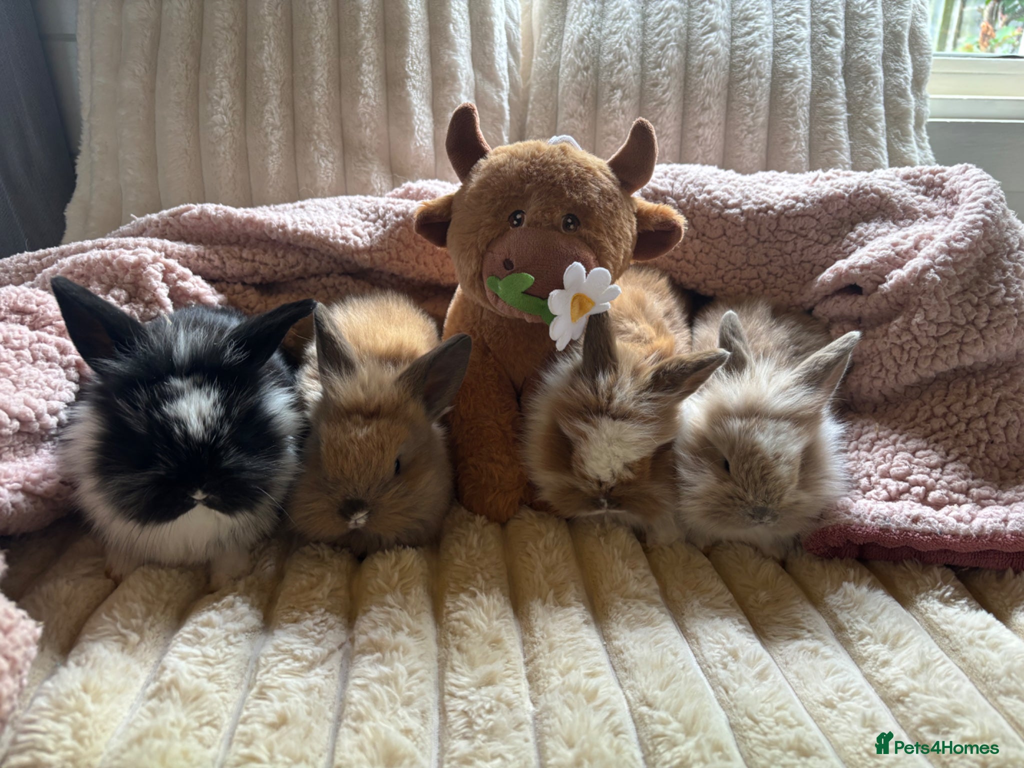 Lionhead rabbits Baby lionhead cross flop rabbits  - Advert 3
