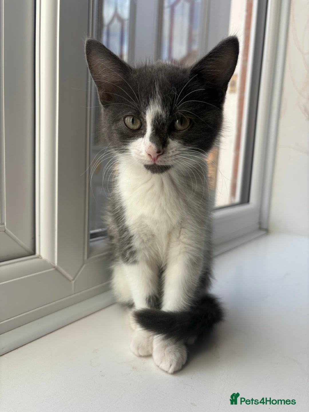 Domestic Shorthair cats for sale: Kittens - Image 2