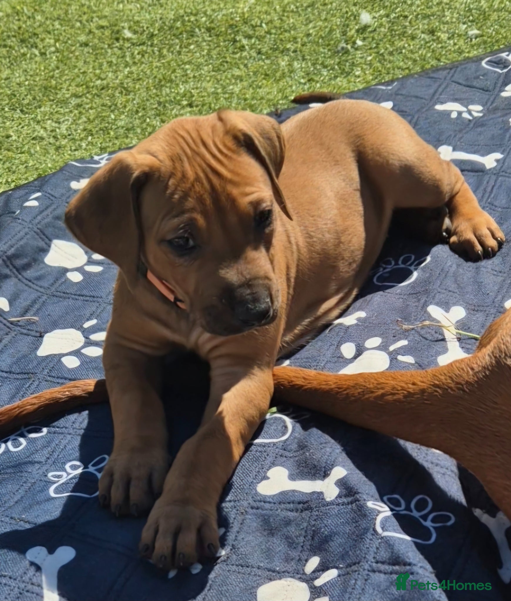 Rhodesian Ridgeback dogs BEAUTIFUL! RHODESIAN RIDGEBACK PUPS! Ready 7th may - Advert 2