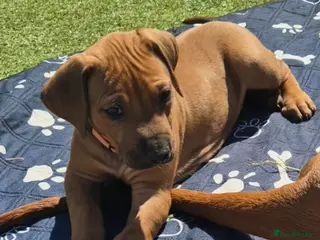 Rhodesian Ridgeback dogs BEAUTIFUL! RHODESIAN RIDGEBACK PUPS! Ready 7th may - Advert 2