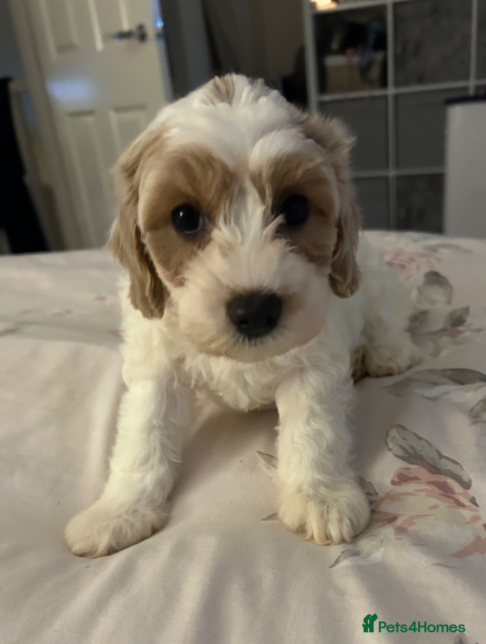 Cavapoo dogs 1 beautiful female Cavapoo pup available to view - Advert 2