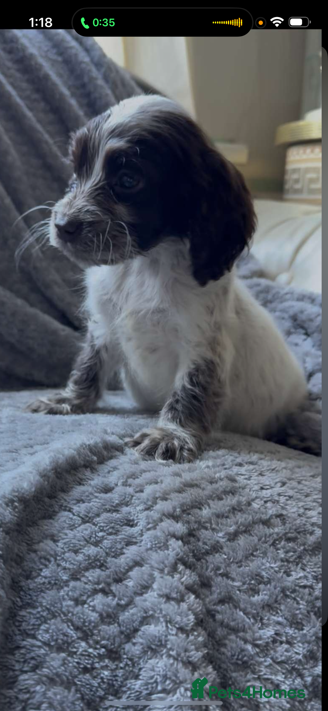 Cocker Spaniel dogs for sale: Cocker spaniel puppys  - Image 5