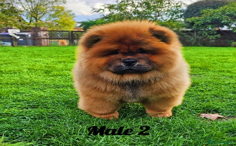 Chow Chow dogs Rare Crufts pedigree litter Kc registered  - Advert 1