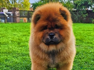 Chow Chow dogs Rare Crufts pedigree litter Kc registered - Advert 1