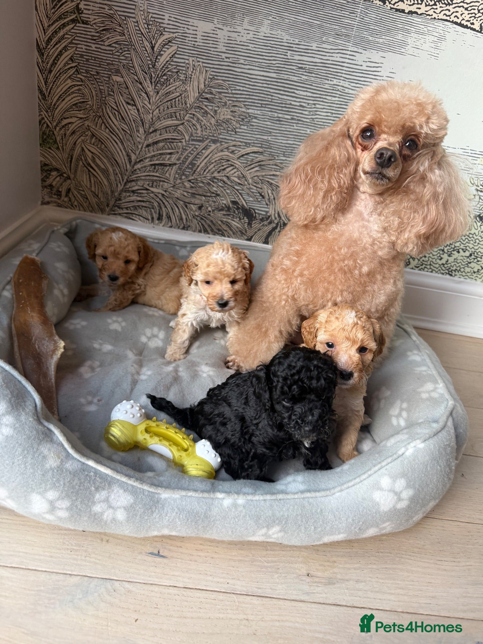 Toy Poodle dogs Toy poodles puppies  - Advert 1