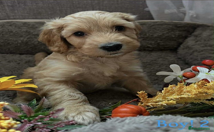 Cockapoo dogs - Advert 9