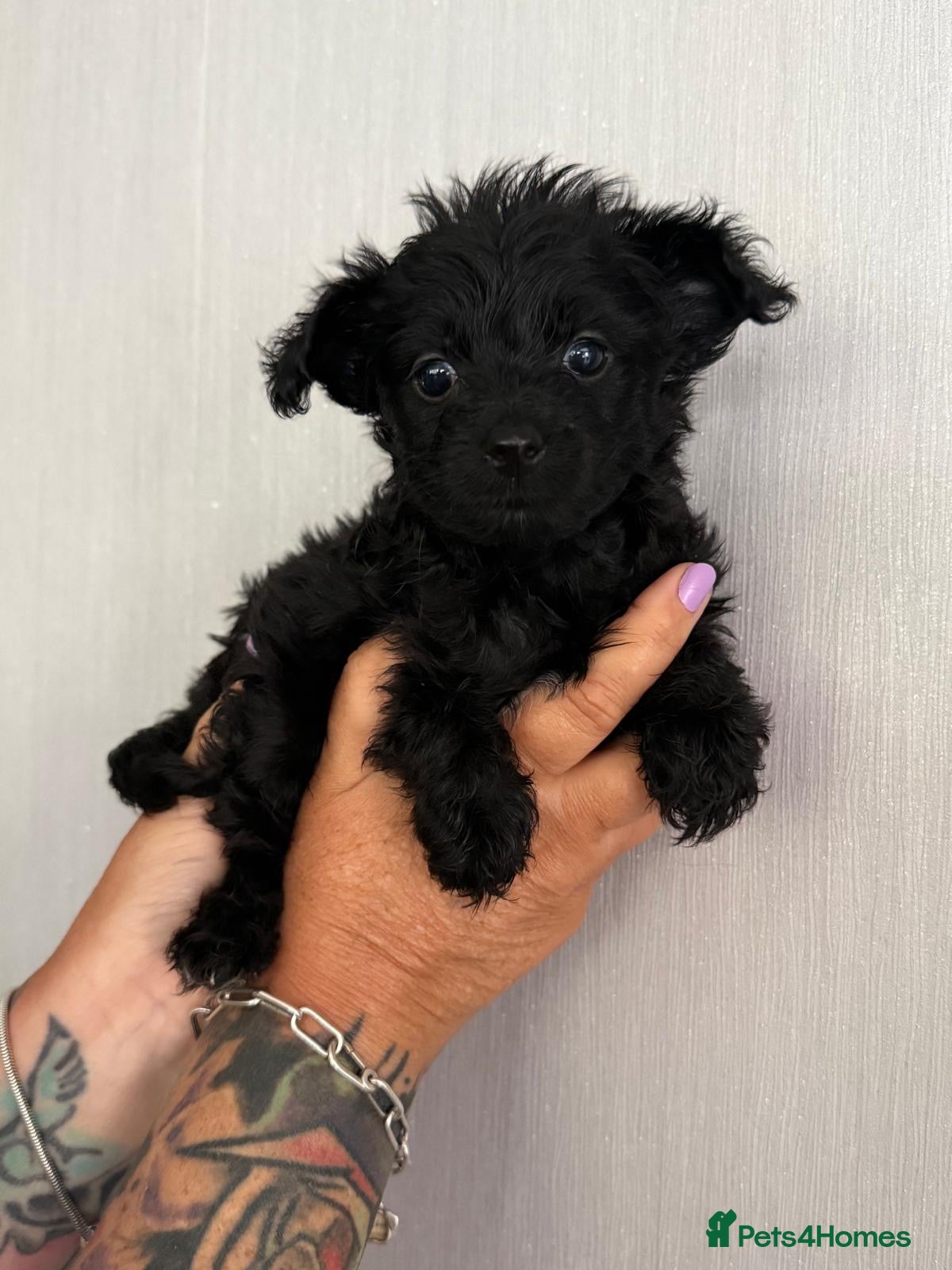 Mixed Breed dogs 4 YorkiePoo puppies - Advert 16