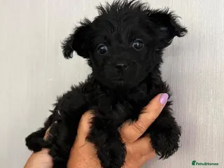 Mixed Breed dogs 4 YorkiePoo puppies - Advert 16