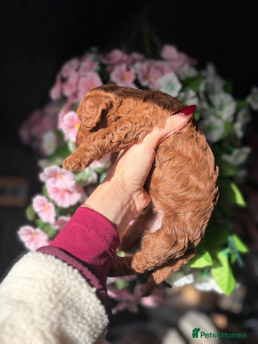 Cockapoo dogs for sale: 3 teddy bear F2 Cockapoo girls available  - Advert 11