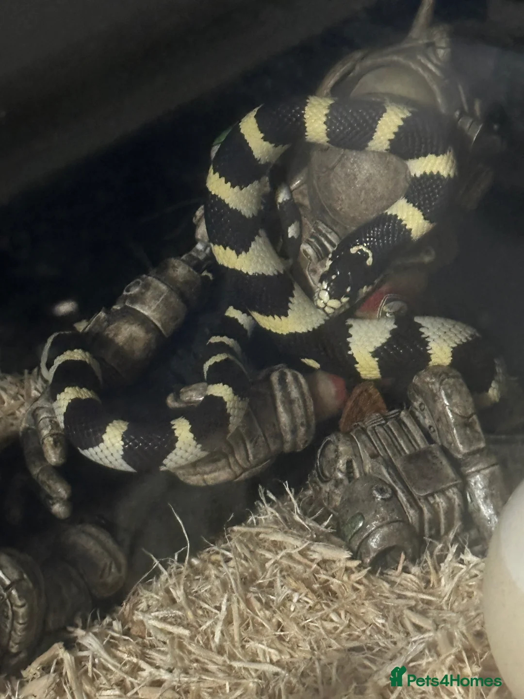 Snake reptiles for sale: California Kingsnake  + Full Setup – £220 in Middlesbrough - Advert 5