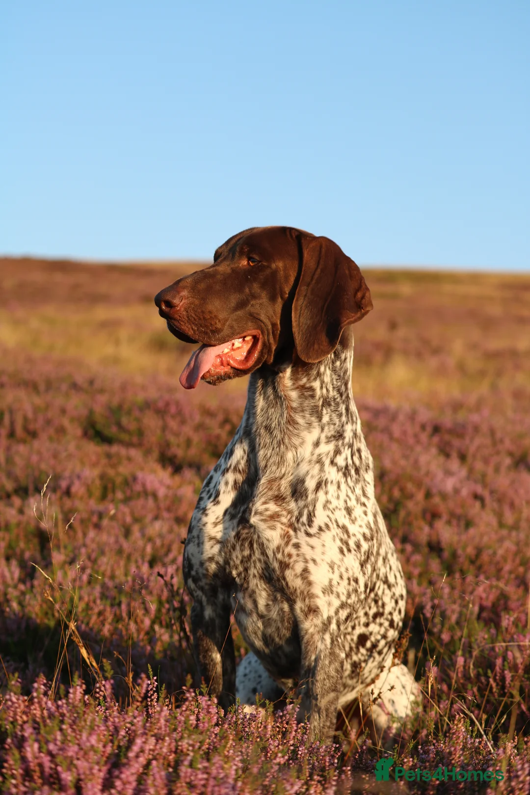 German Shorthaired Pointer dogs for stud: Excellent example Gsp kc and health tested. STUD in Lancaster - Advert 23