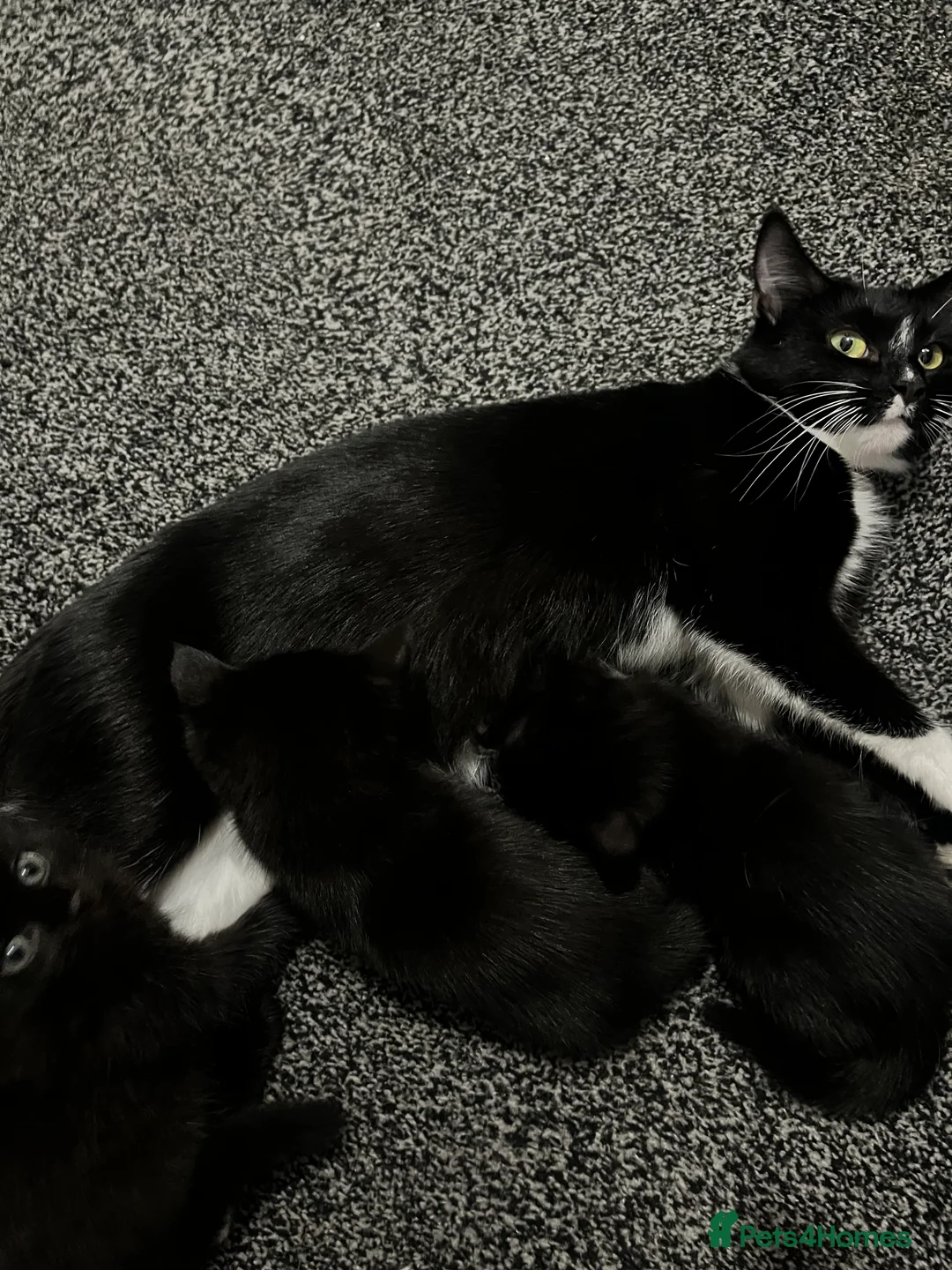 Mixed Breed cats for sale: 3 Kittens for sale  in Luton - Advert 2