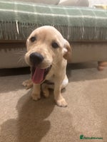 Labrador Retriever dogs - Advert 6