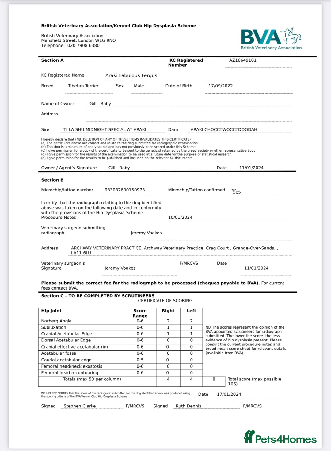 Tibetan Terrier dogs for stud: Araki Fabulous Fergus Extensive Health Tests  - Advert 9