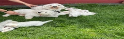 Bichon Frise dogs for sale:     🐶 6 Adorable Puppies Looking for a Home - Advert 3