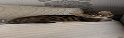 Mixed Breed cats for sale: 2 beautiful male kittens for sale in Basildon - Advert 4