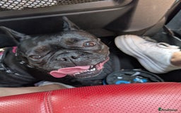 French Bulldog dogs for sale: French Bulldog - Image 3