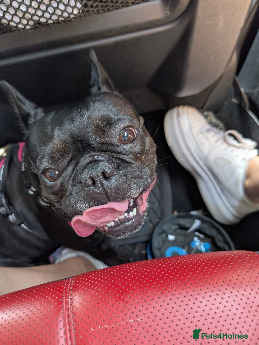 French Bulldog dogs for sale: French Bulldog - Image 3