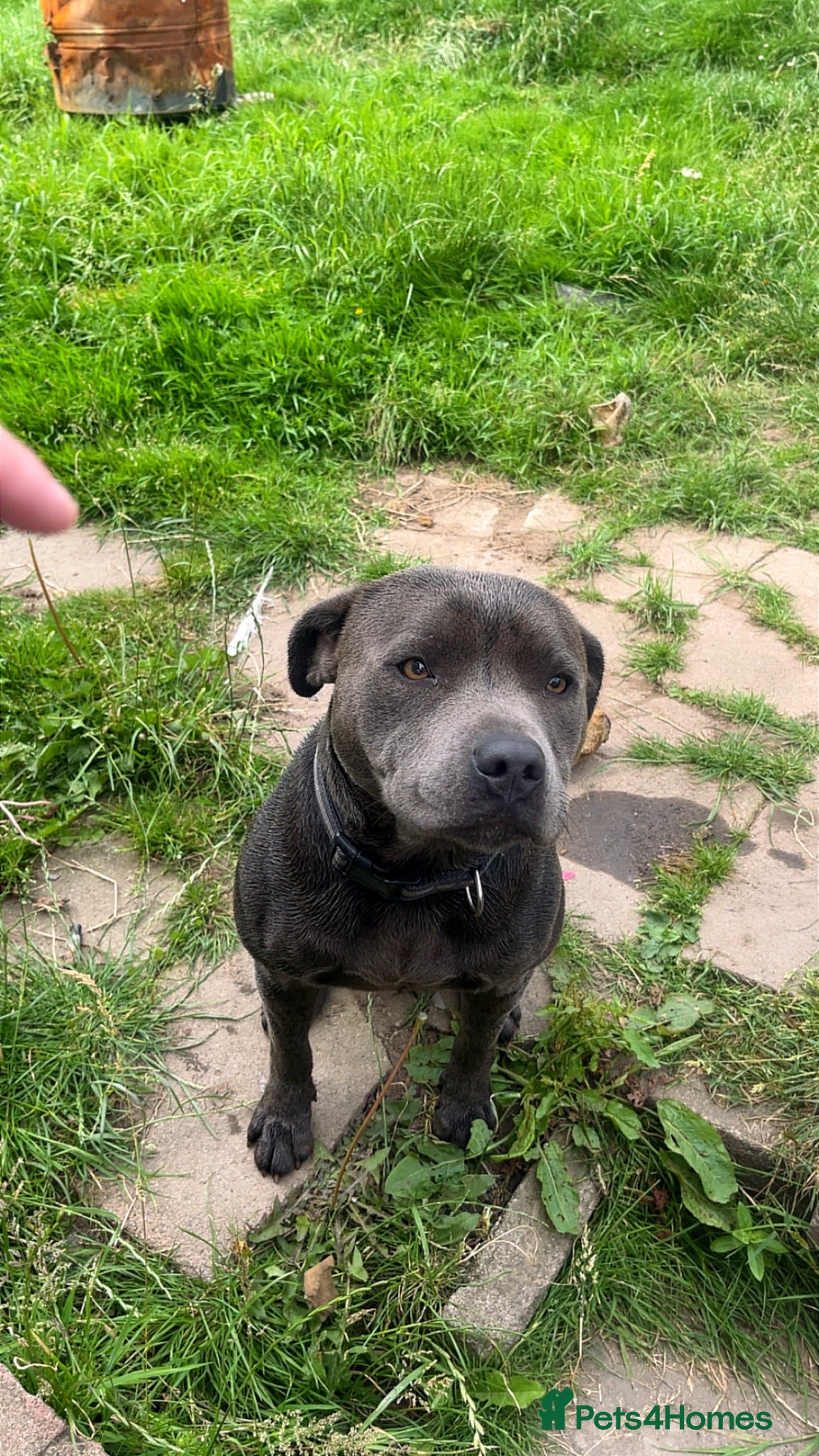 American Bull Staffy dogs Cash ready to be studed out  - Advert 3