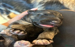German Shepherd dogs for sale: Female german shepard for sale - Image 2