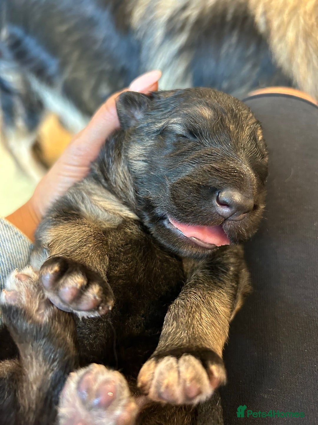 German Shepherd dogs for sale: Female german shepard for sale - Image 2