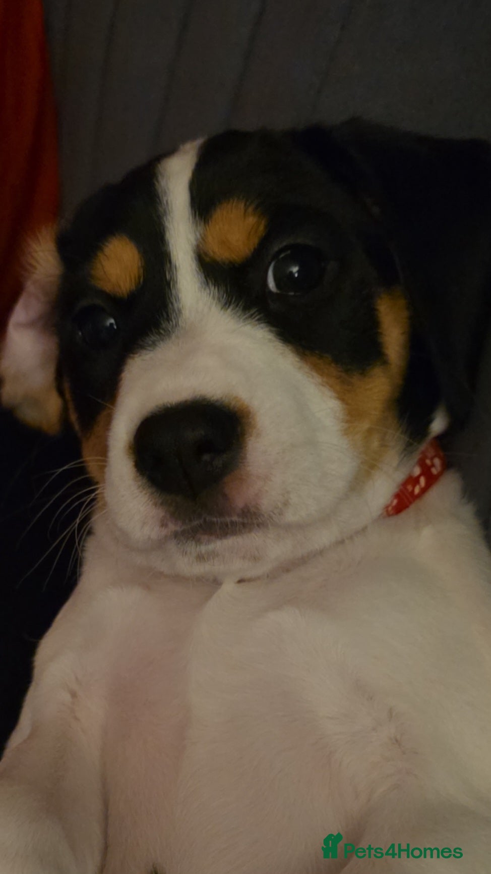 Mixed Breed dogs Beautiful king charles x pringer spaniel  - Advert 4