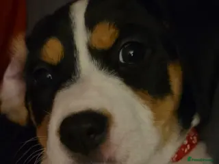 Mixed Breed dogs Beautiful king charles x pringer spaniel - Advert 4