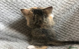 Mixed Breed cats for sale: Gorgeous Tabby kittens 7 weeks old  - Image 19