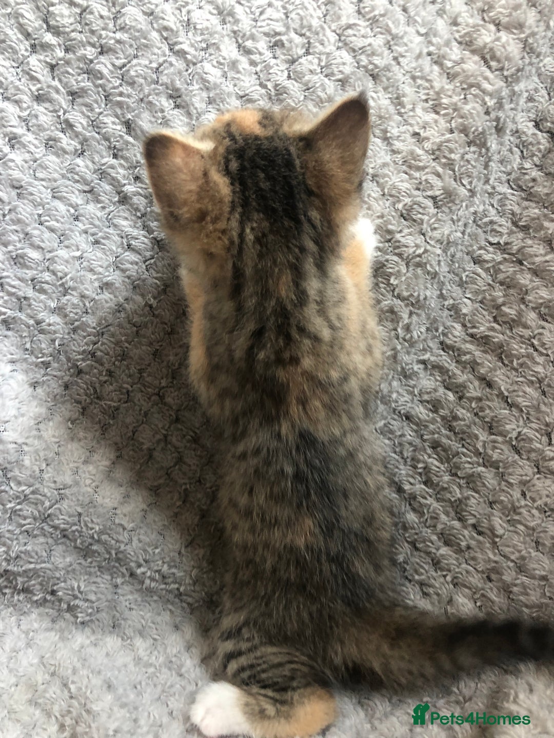 Mixed Breed cats for sale: Gorgeous Tabby kittens 7 weeks old  - Image 19
