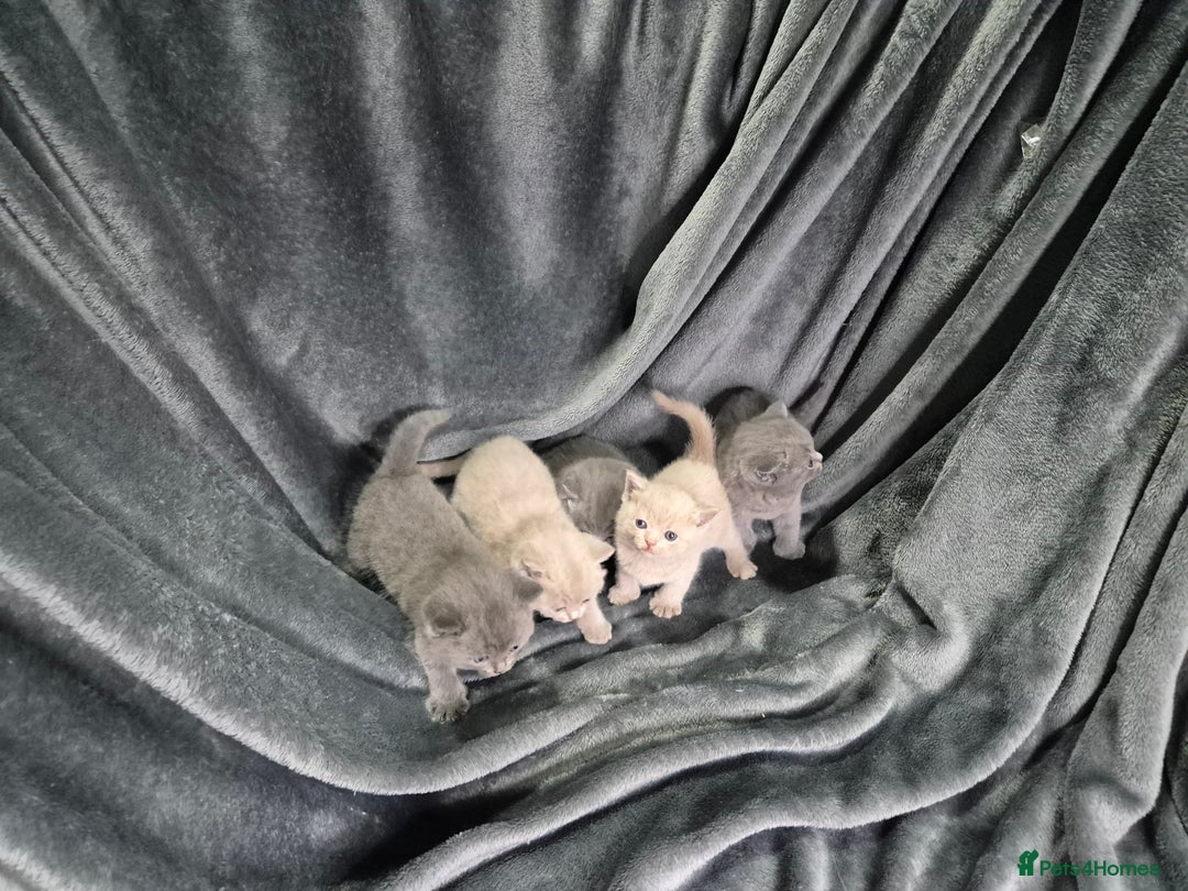British Shorthair cats for sale: Perfect bsh kittens, very chunky and fluffy!!!! - Advert 11