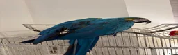 Macaws birds for sale: Blue and gold Macaw in London - Advert 4