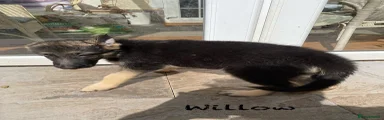 Willow