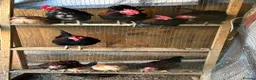 Chickens poultry for sale: Male serama chicken roosters & hatching eggs - Advert 6
