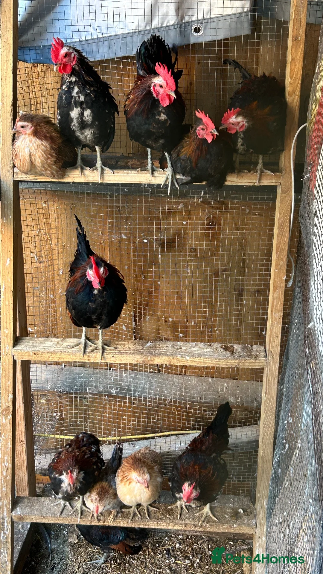 Chickens poultry for sale: Male serama chicken roosters & hatching eggs - Advert 6