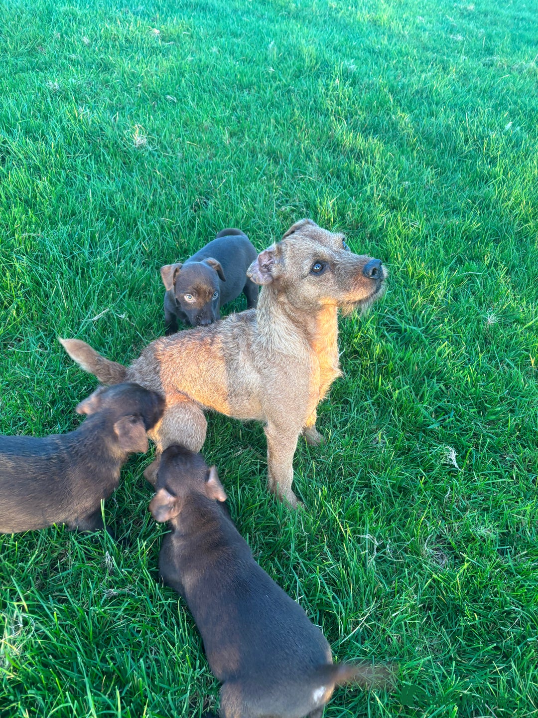 Patterdale Terrier dogs for sale: Perfect patterdale puppies - Image 4