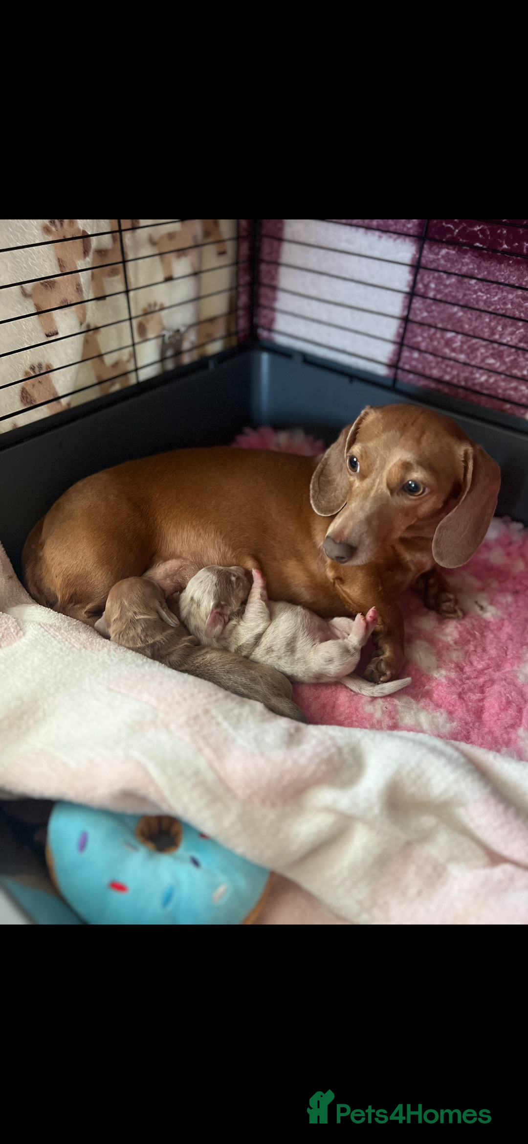 Miniature Dachshund dogs for sale: 1 Beautiful Kc reg Girl 💗 needs rehoming  - Advert 2