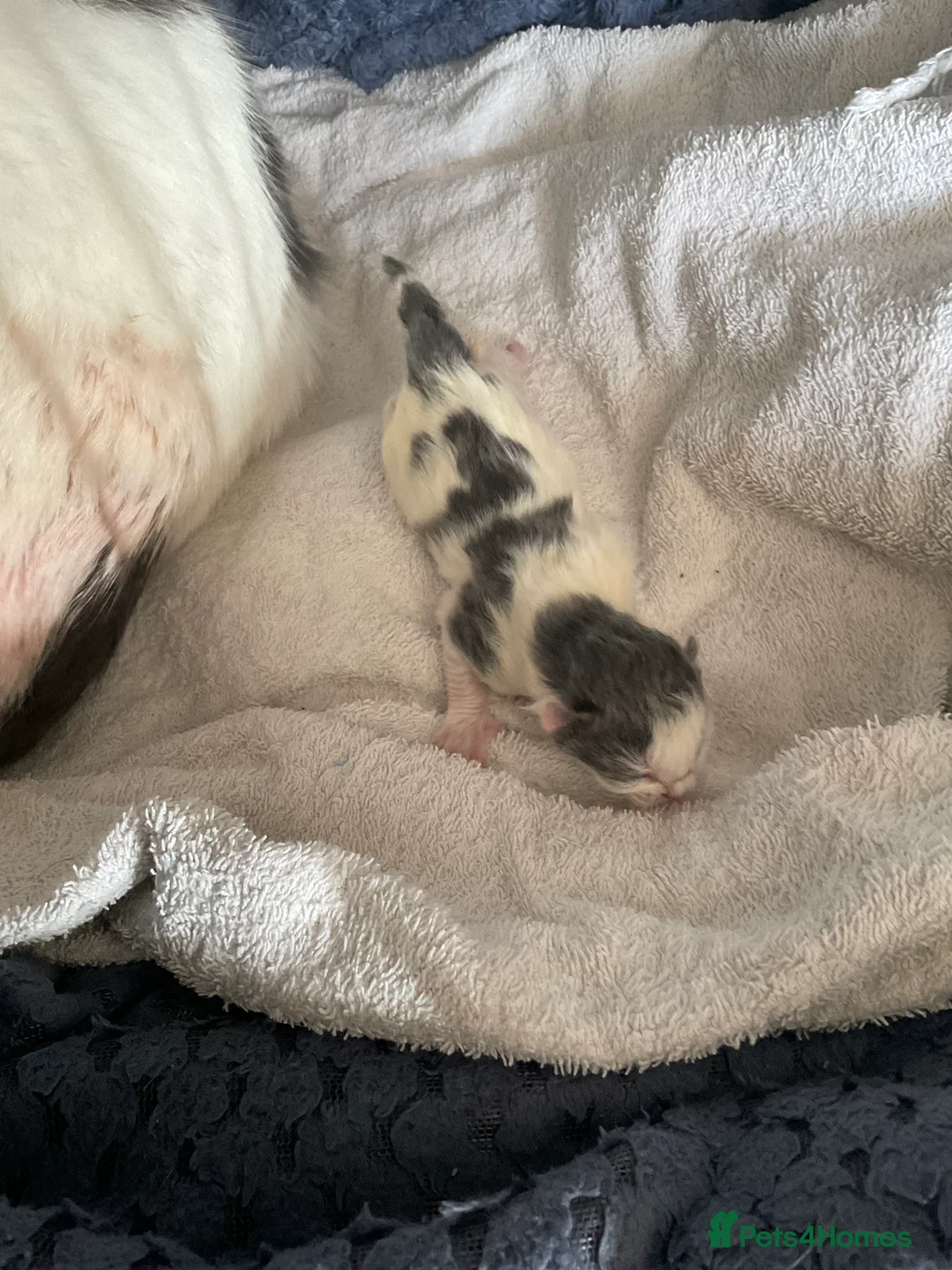 Mixed Breed cats for sale: Ready to leave mum  **  sunday - Advert 3