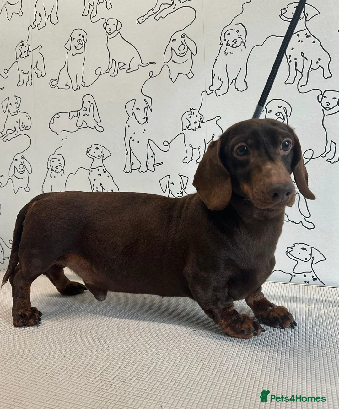 Miniature Dachshund dogs for sale: 💙Adult Mini Dachshund Available 💙 - Advert 1