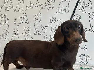 Miniature Dachshund dogs 💙Adult Mini Dachshund Available 💙 - Advert 2