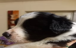 Border Collie dogs for sale: Border Collies for sale - Image 37