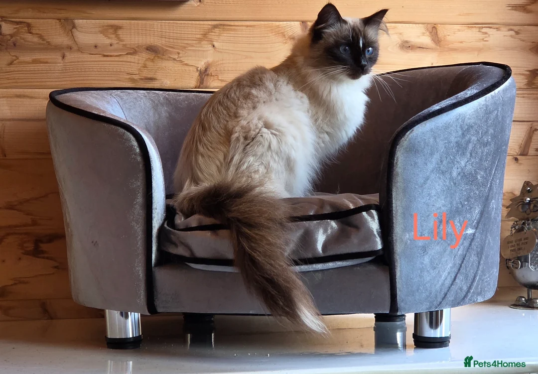 Ragdoll cats for sale: 1 Beautiful Tori Girl Ragdoll - Advert 1