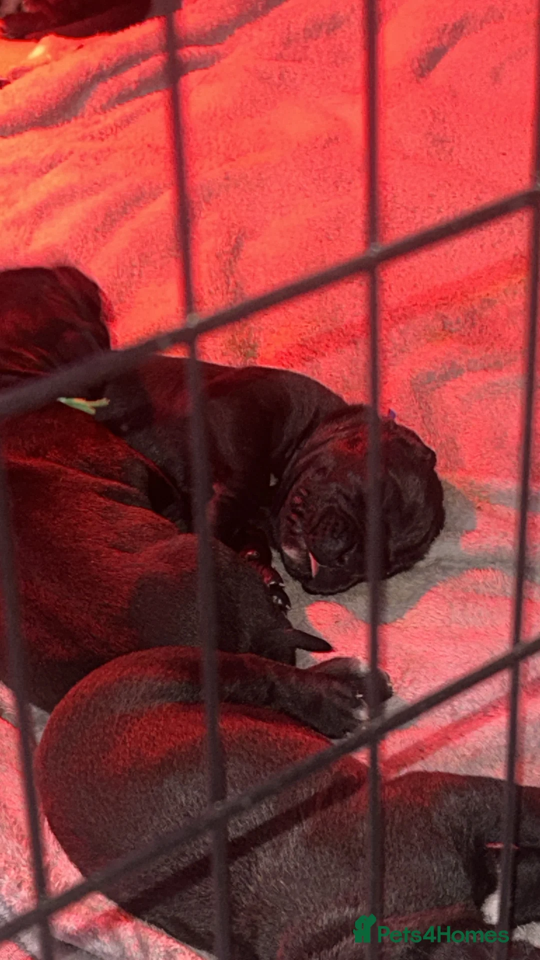 Mixed Breed dogs for sale: Presa canrio/ cane corso   in Wakefield - Advert 11