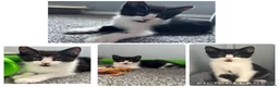 Mixed Breed cats for sale: Beautiful rescue babies  - Advert 2